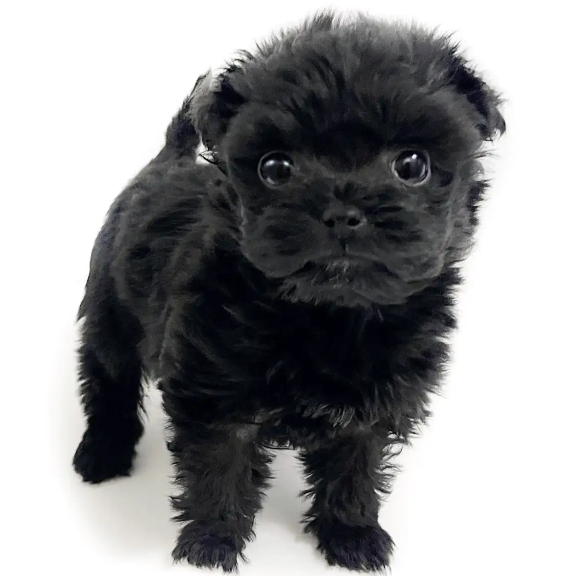 MIX(チワワ×トイプードル)