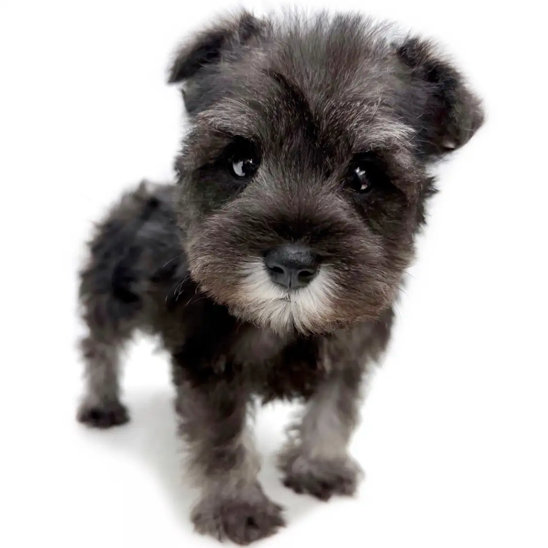 ミニチュア・シュナウザー