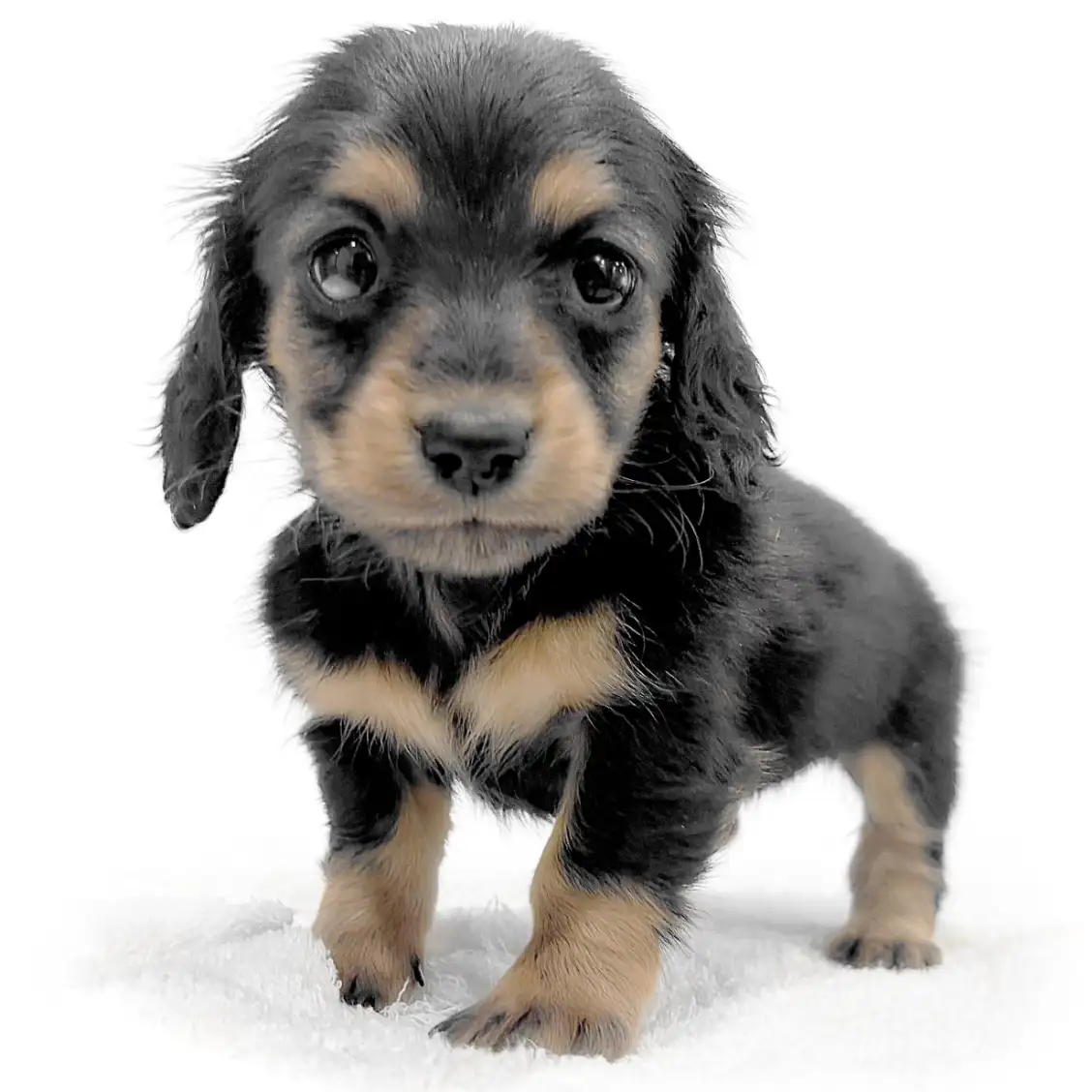 カニンヘン・ダックスフント