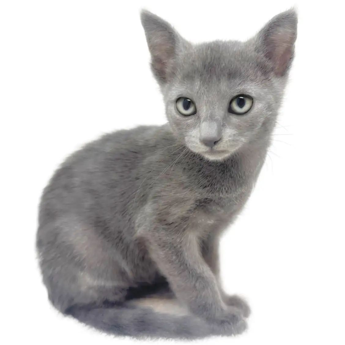 ロシアンブルー