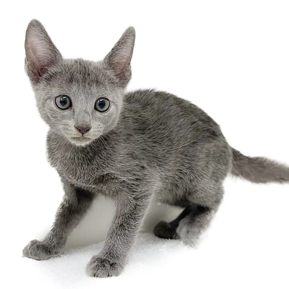 ロシアンブルー