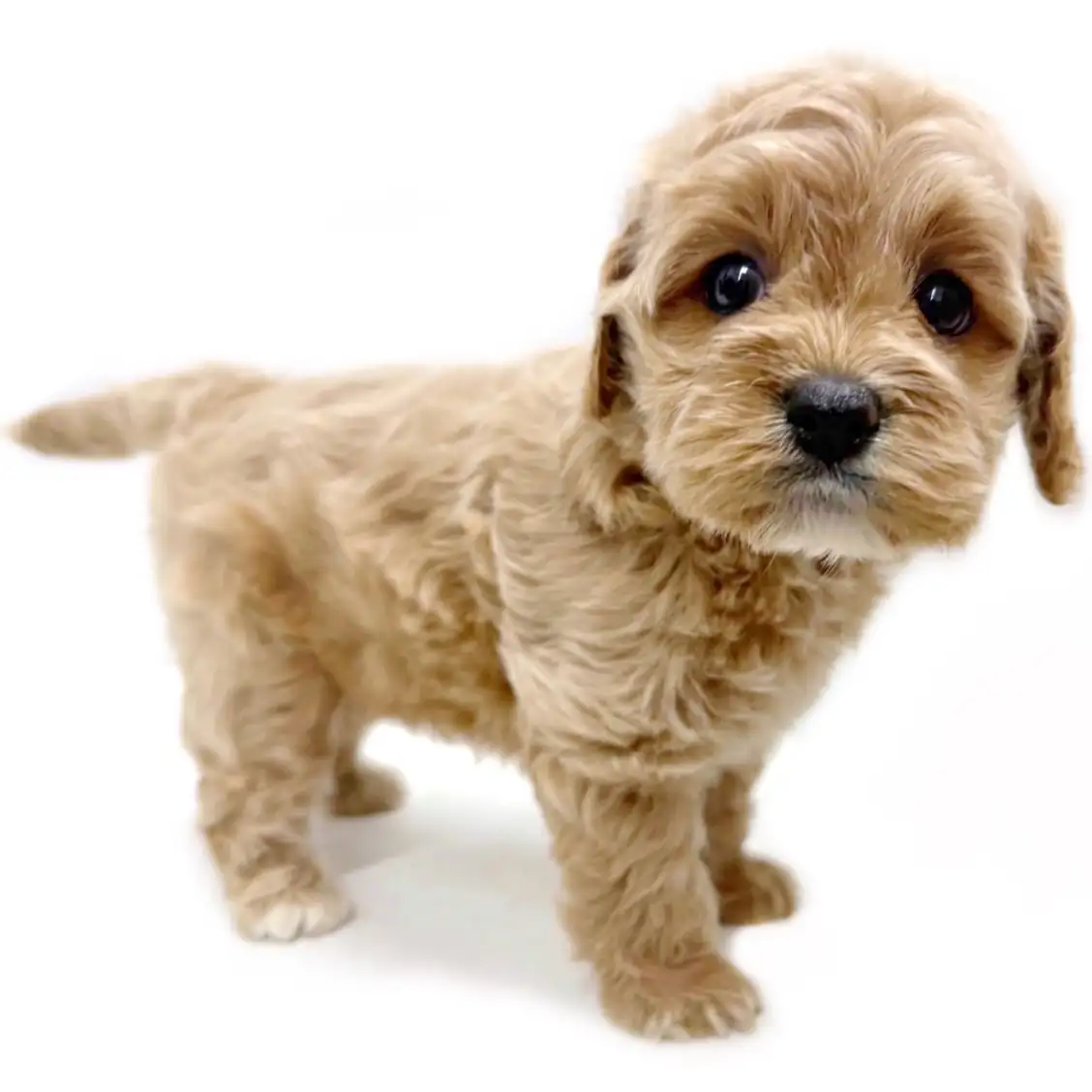 MIX（トイプードル×アメリカンコッカースパニエル）