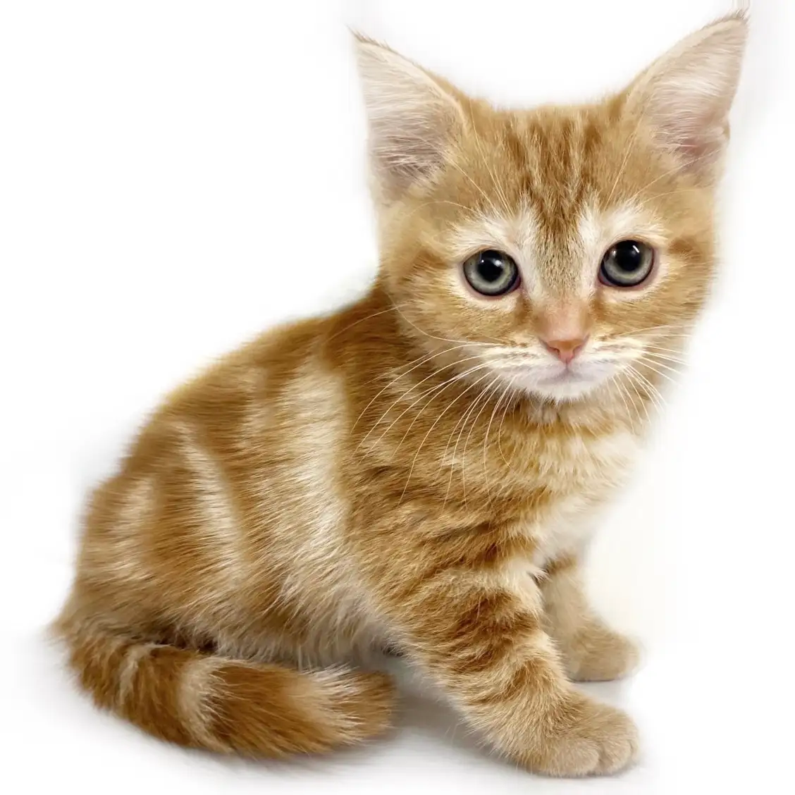 アメリカンショートヘア