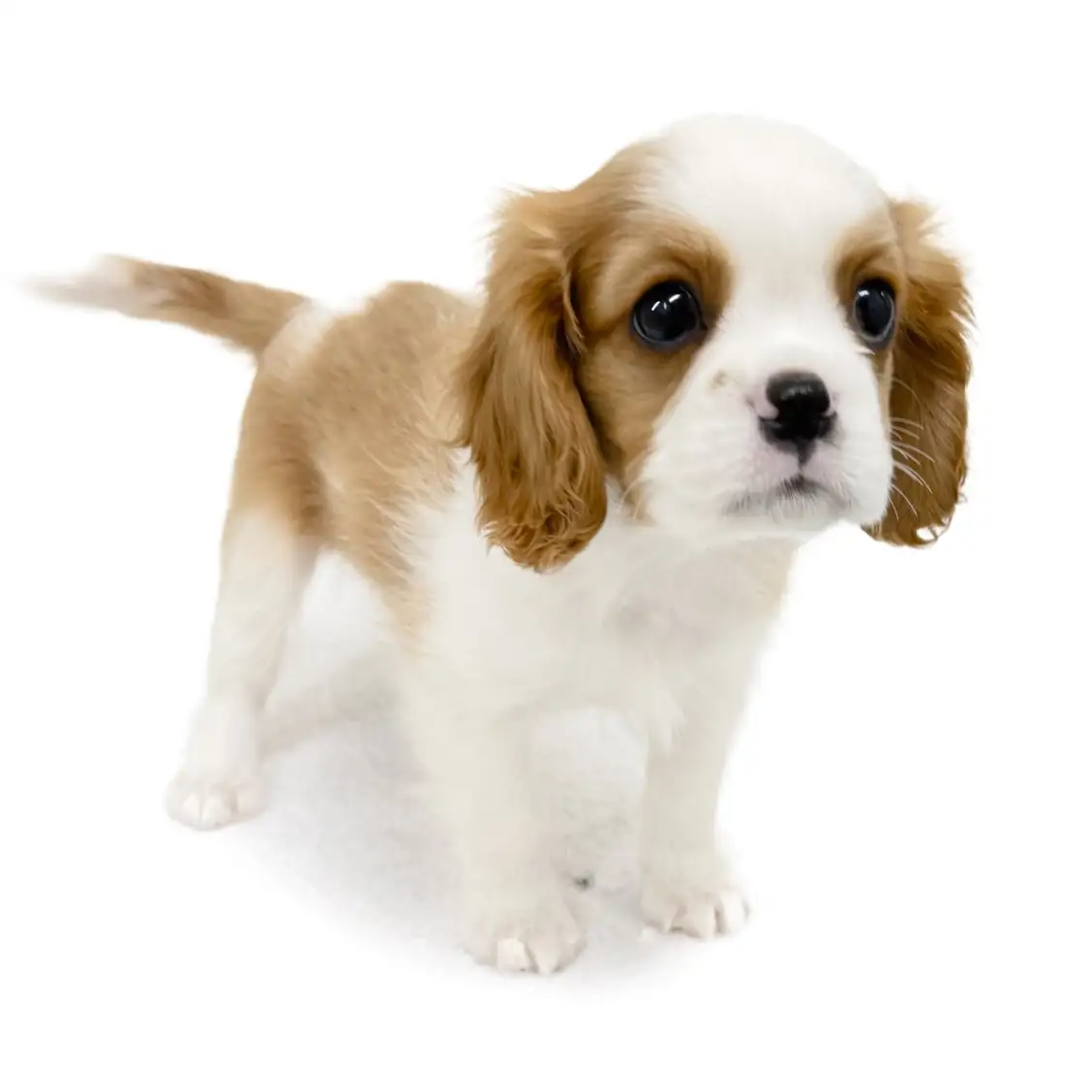 キャバリア・キングチャールズ・スパニエル