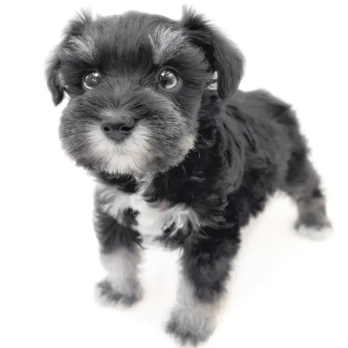 ミニチュア・シュナウザー