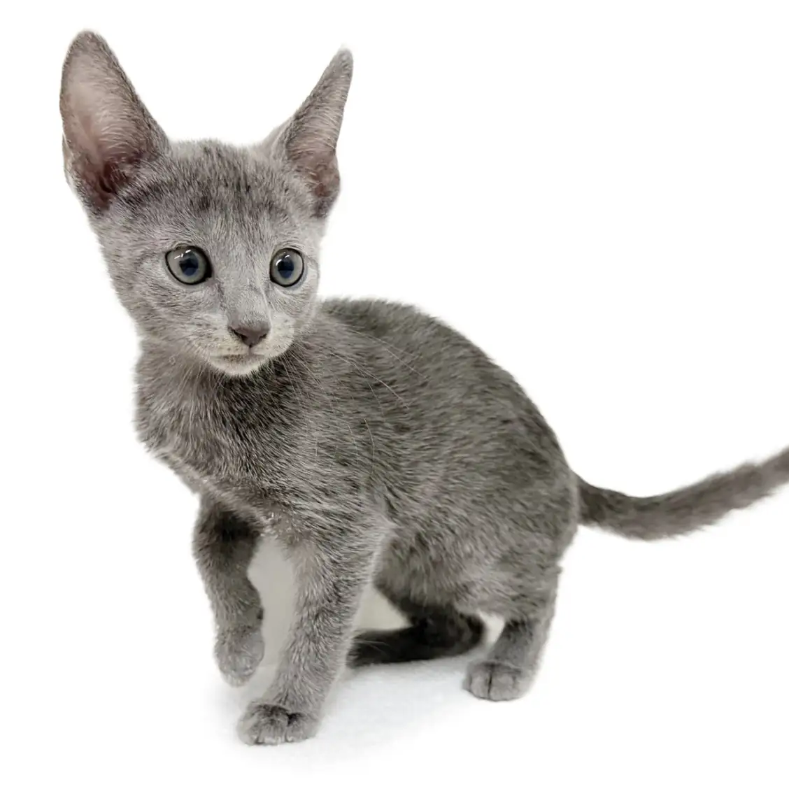 ロシアンブルー