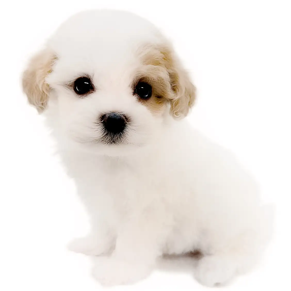 MIX（マルチーズ×トイプードル）