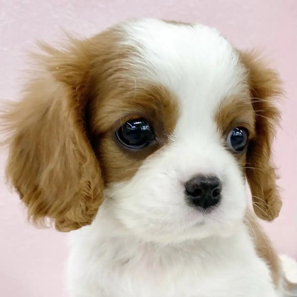 キャバリア・キングチャールズ・スパニエル