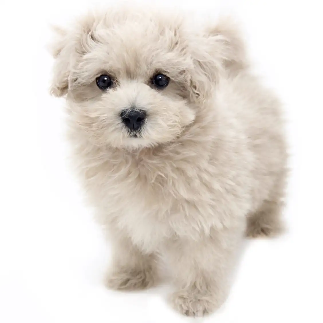 MIX（マルチーズ×トイプードル）