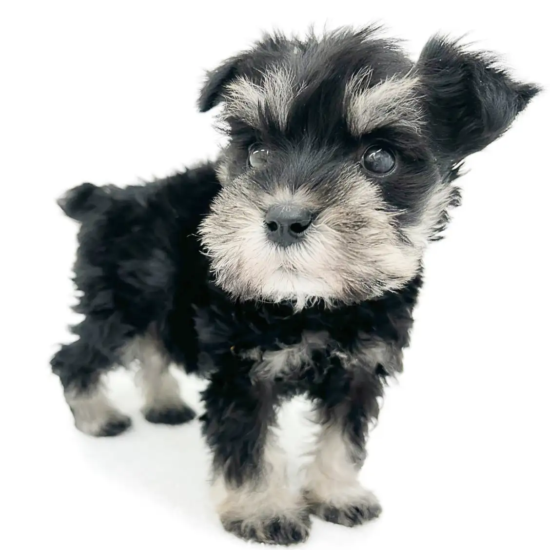 ミニチュア・シュナウザー