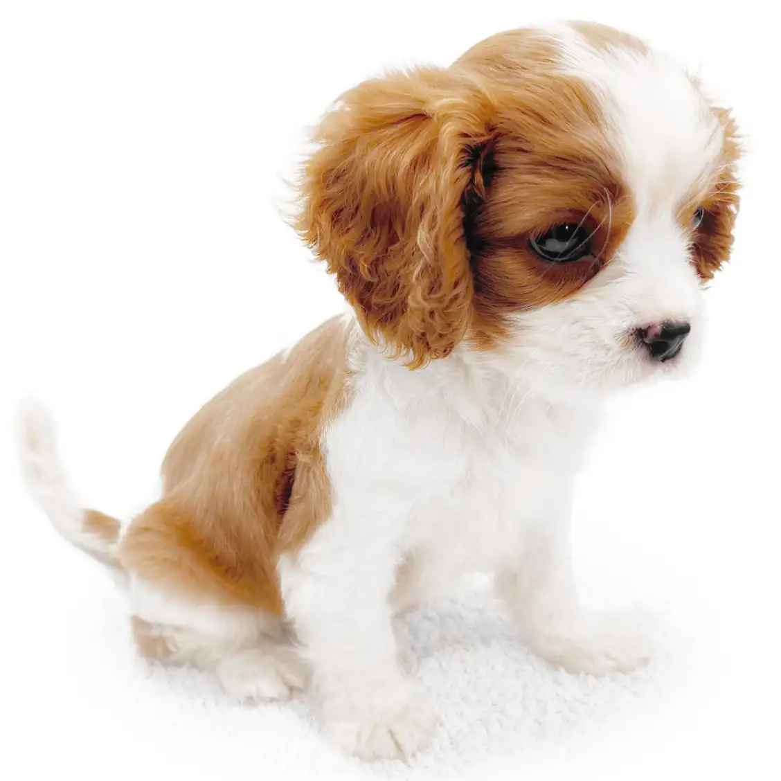 キャバリア・キングチャールズ・スパニエル