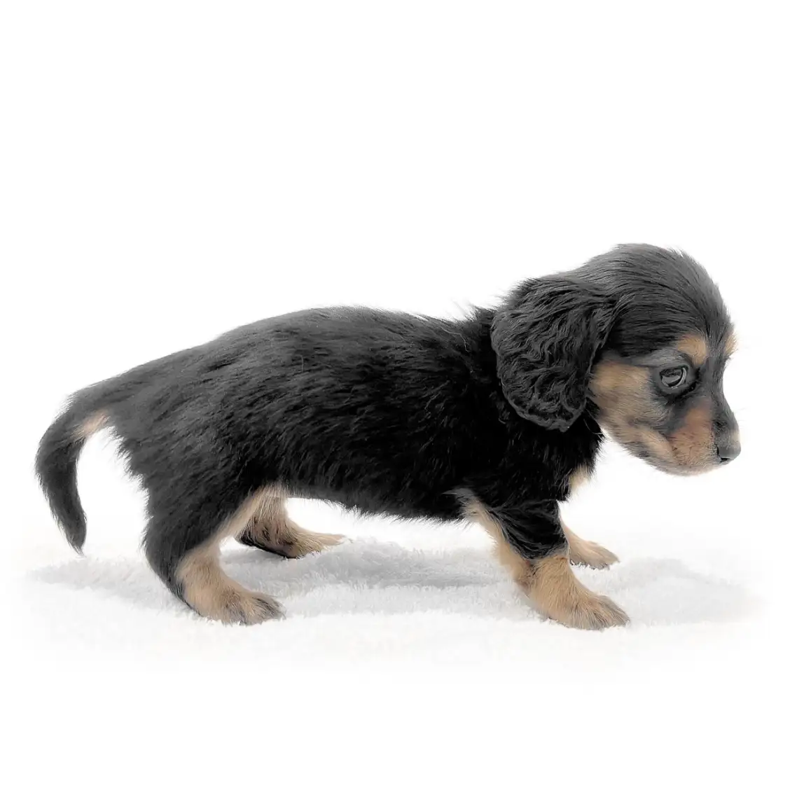 カニンヘン・ダックスフント