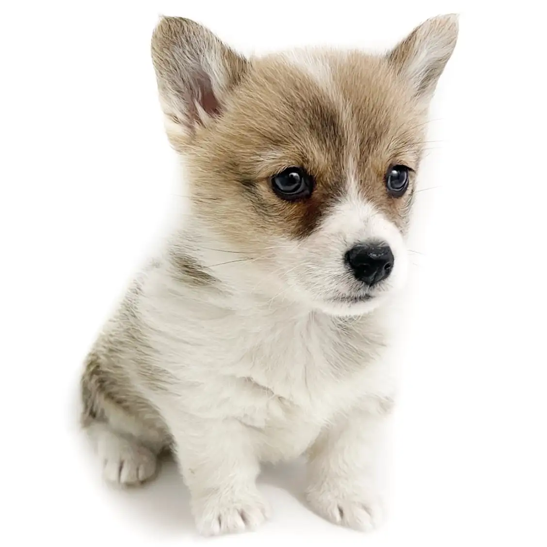 ウェルシュコーギーペンブローク