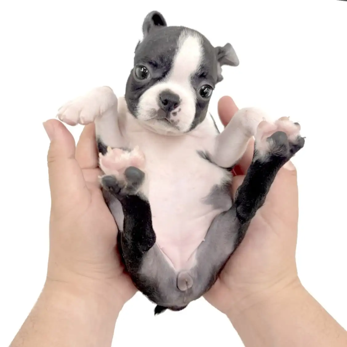 ボストンテリア