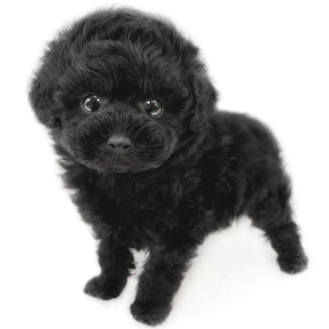 トイ・プードル