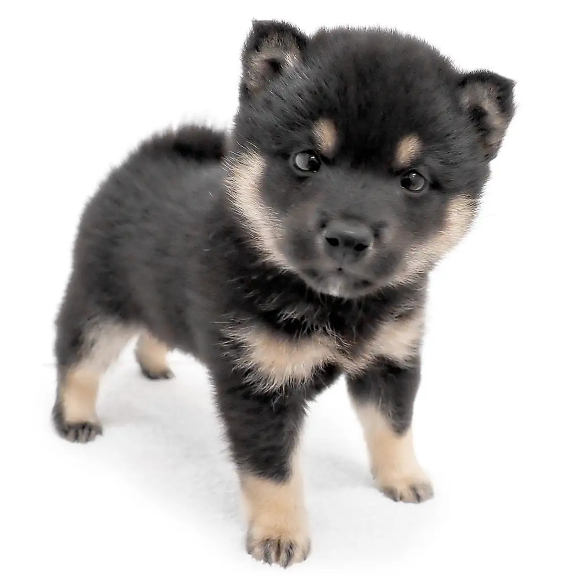 豆柴 | ペットショップ マルワン 小さめ子犬 美形な子猫 初心者安心の