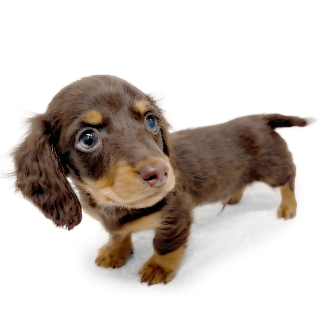 ミニチュア・ダックスフント