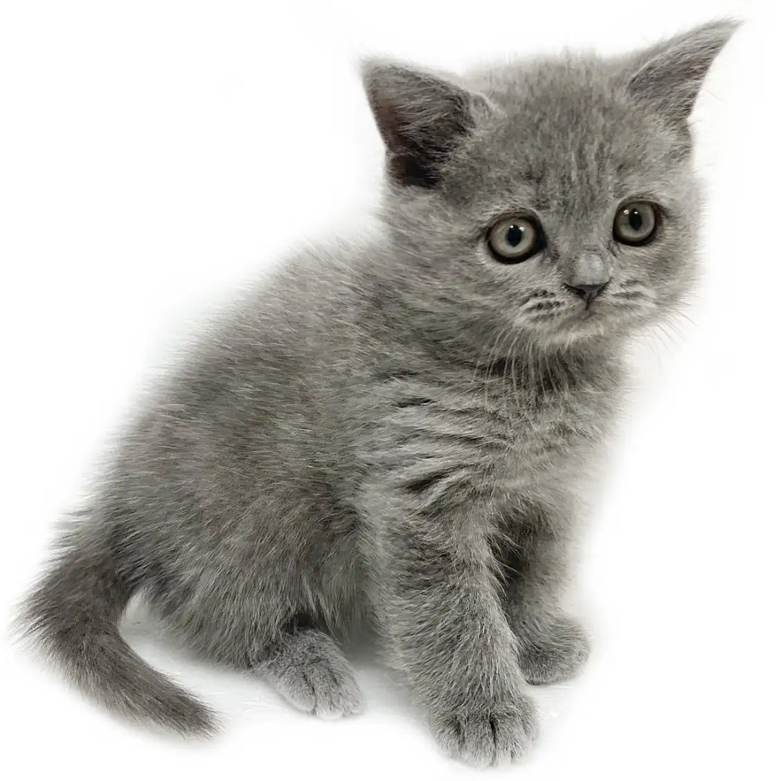 ブリティッシュショートヘア