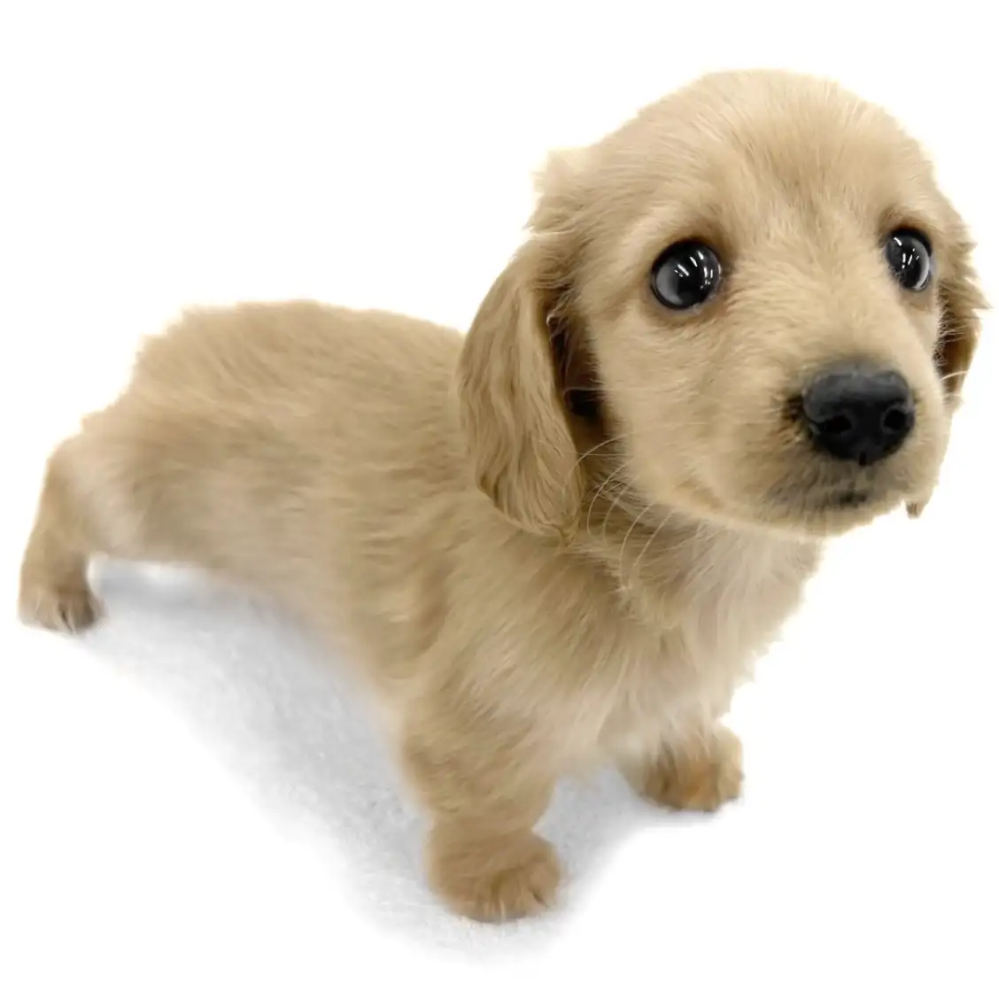 ミニチュア・ダックスフント