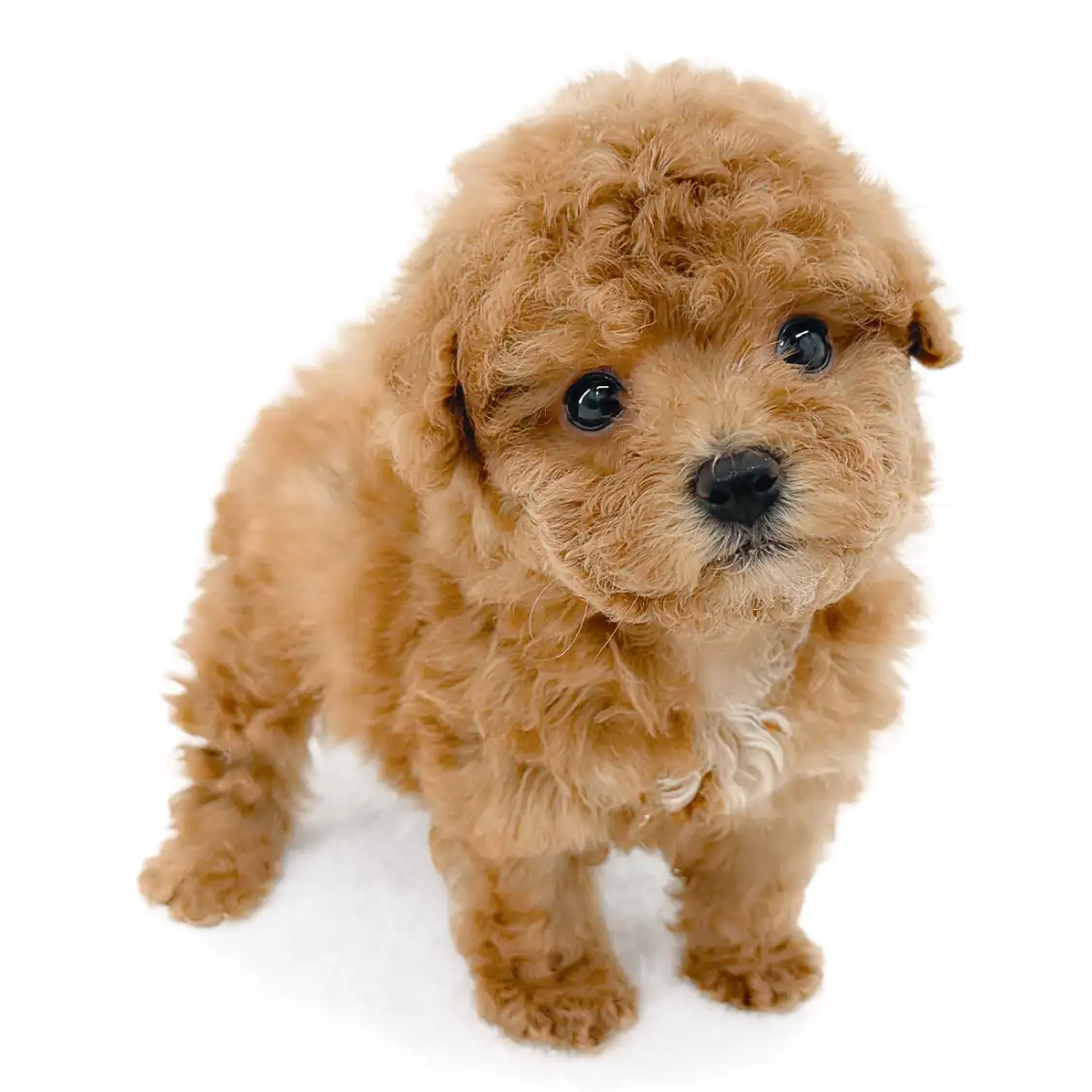 トイ・プードル