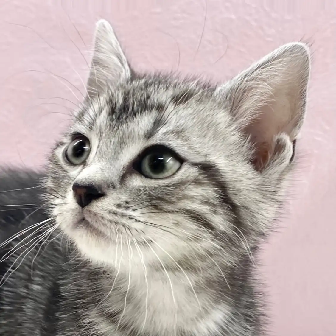 アメリカンショートヘア