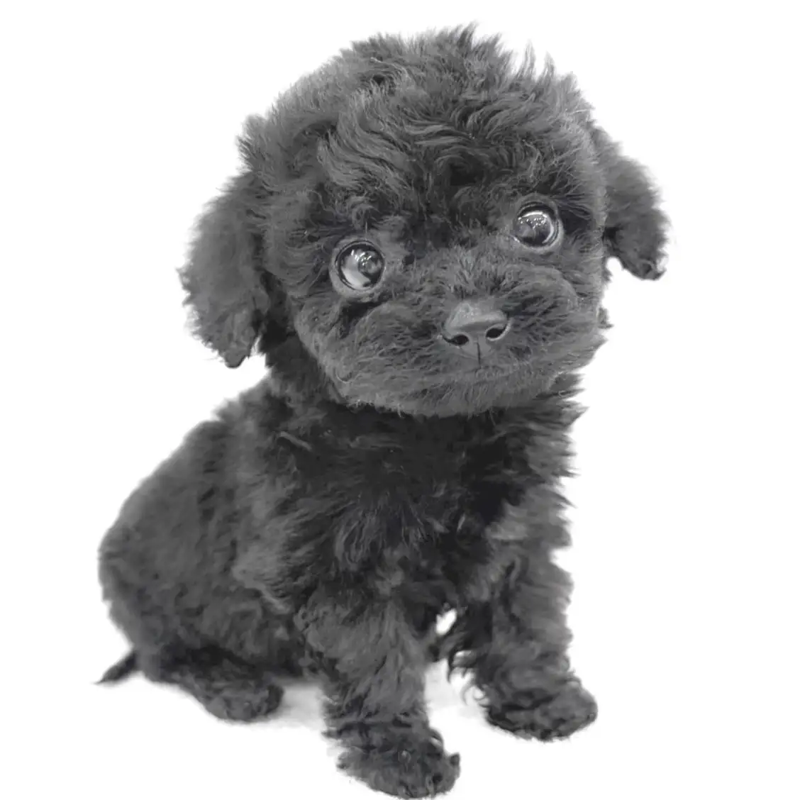 トイ・プードル