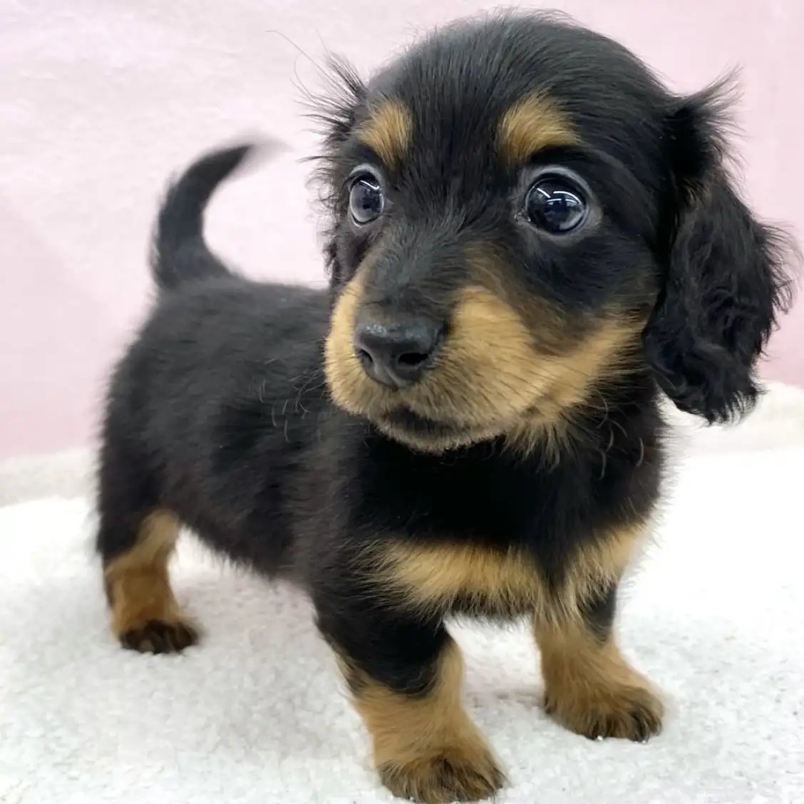 ミニチュア・ダックスフント