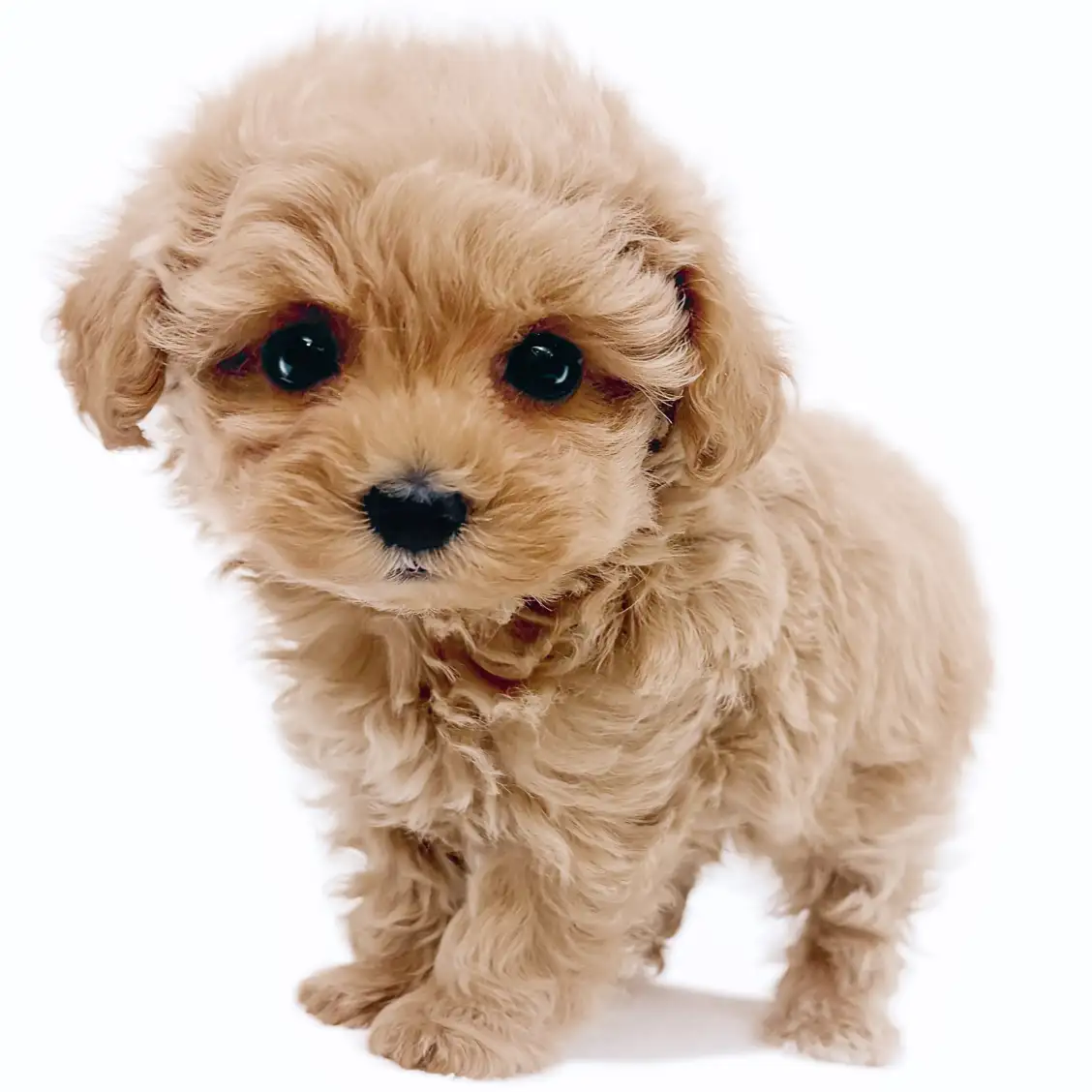 MIX(トイプードル×マルチーズ)