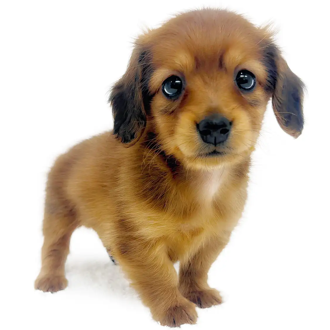 カニンヘン・ダックスフント