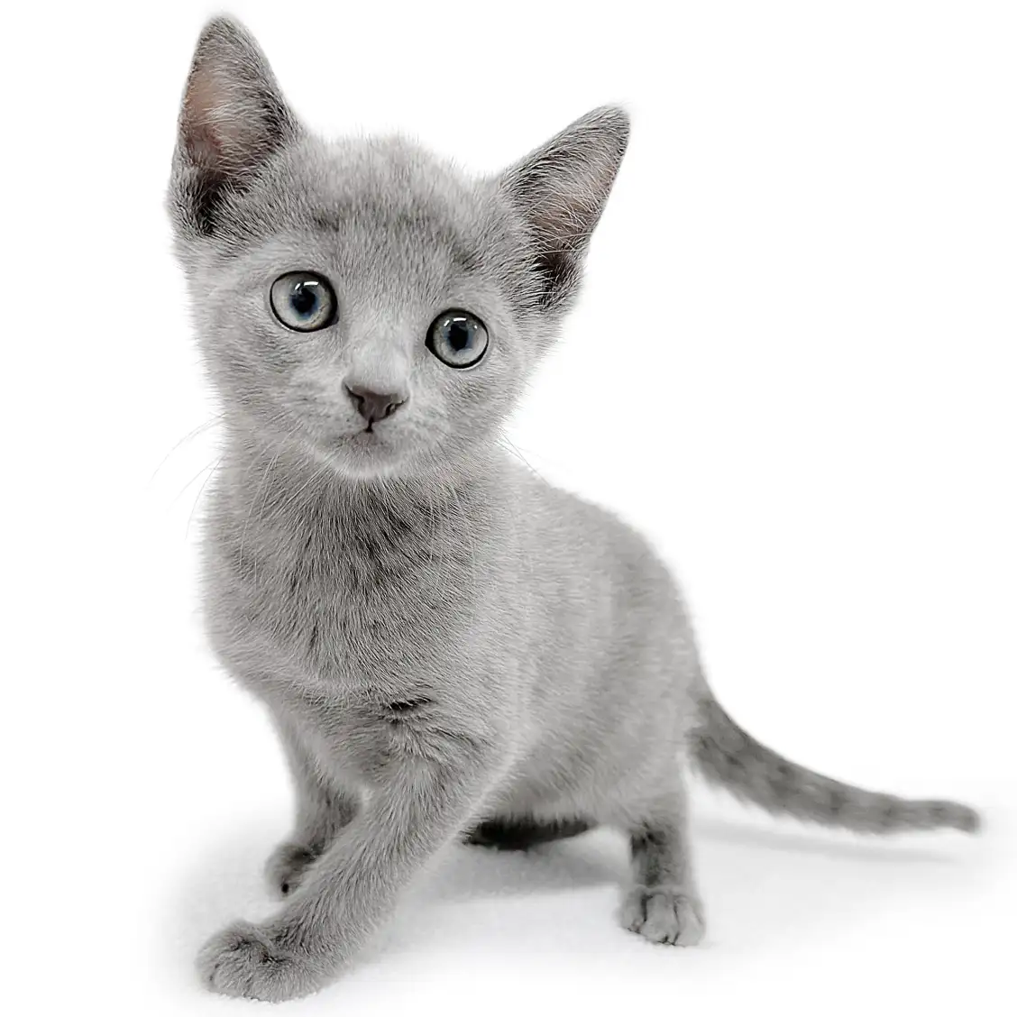 ロシアンブルー