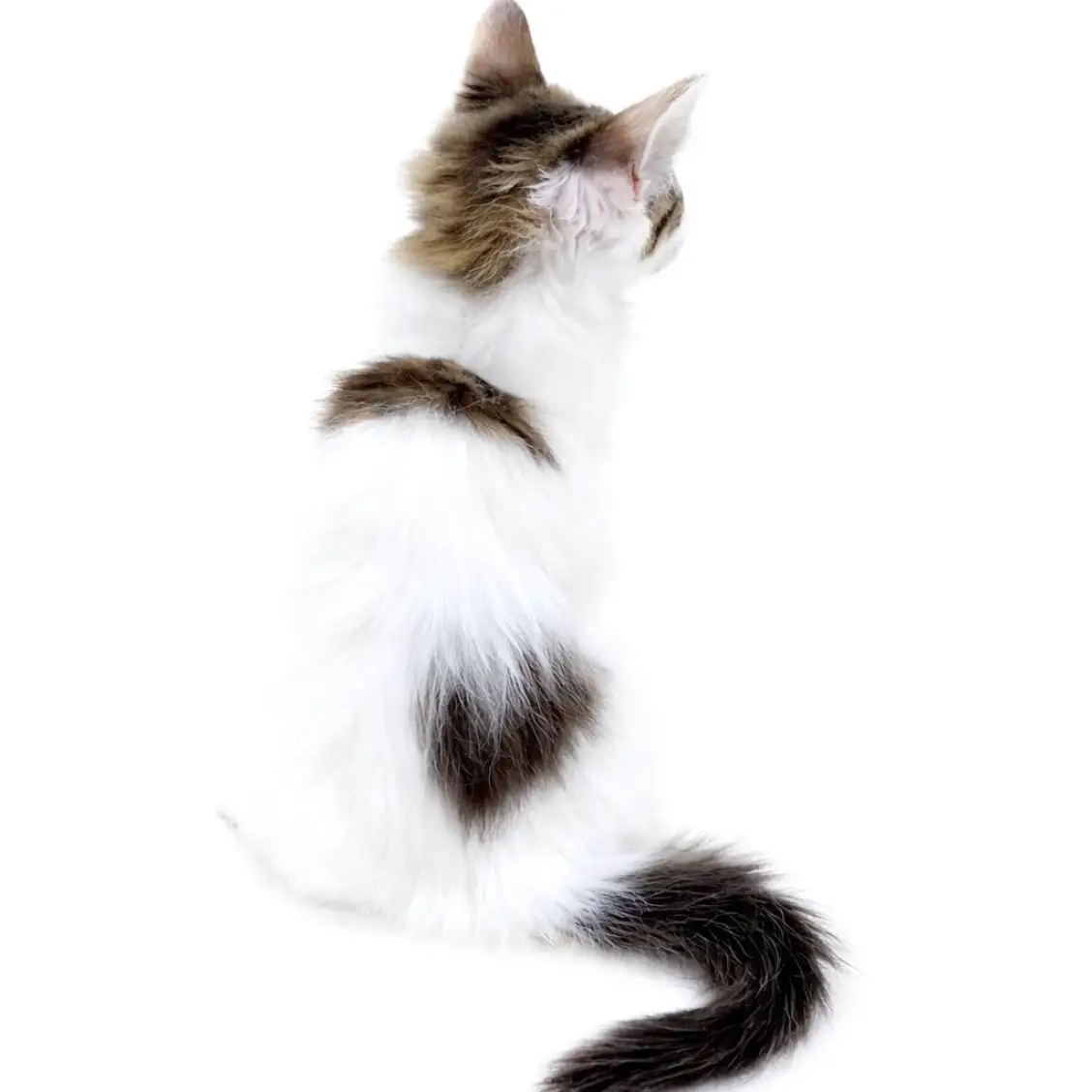 ノルウェージャンフォレストキャット