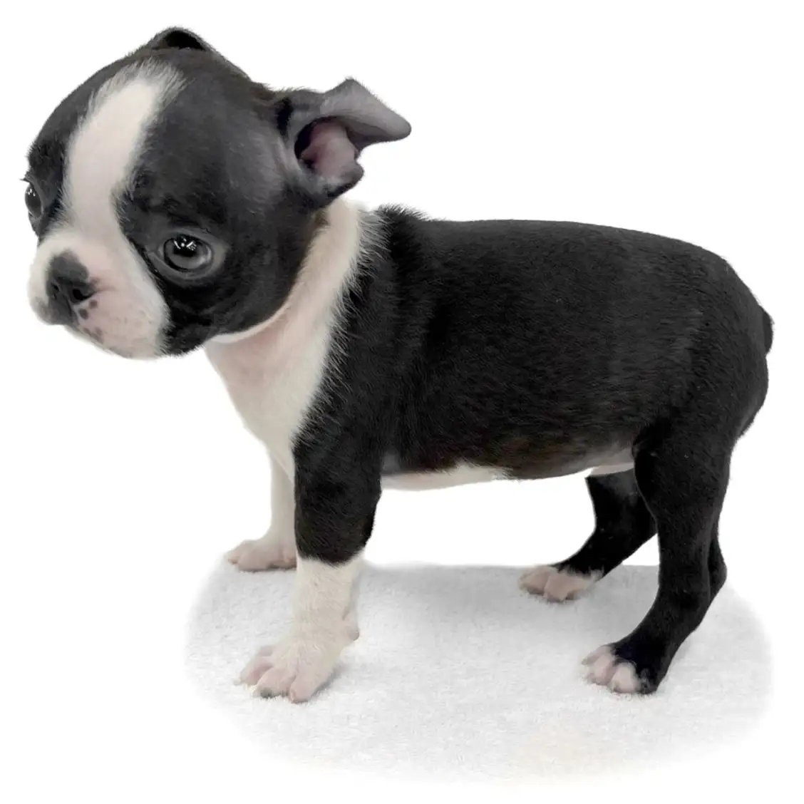 ボストンテリア