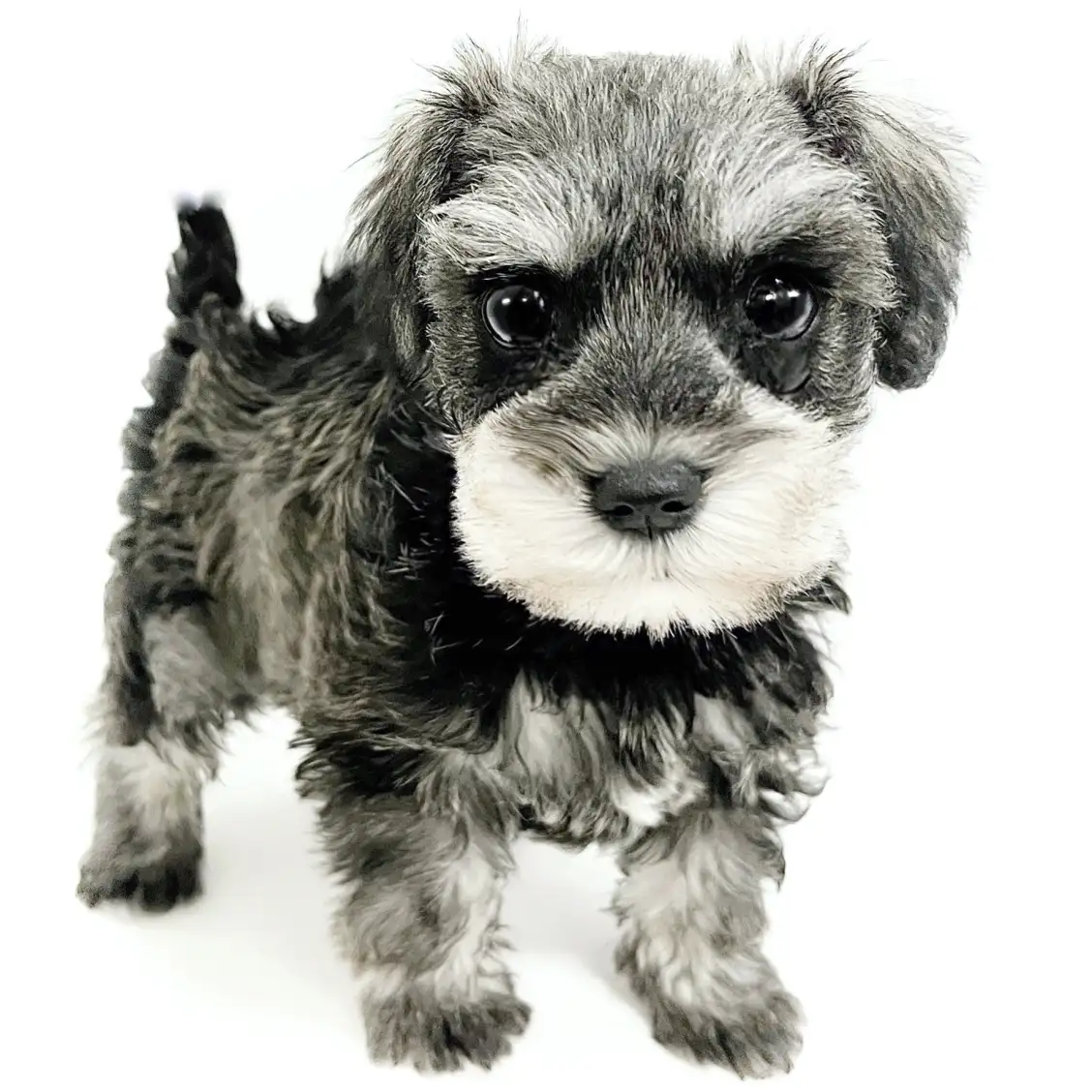 ミニチュア・シュナウザー