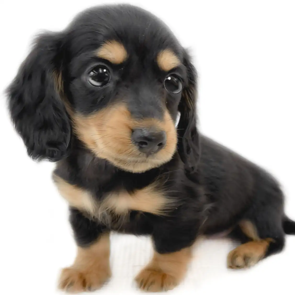 ミニチュア・ダックスフント