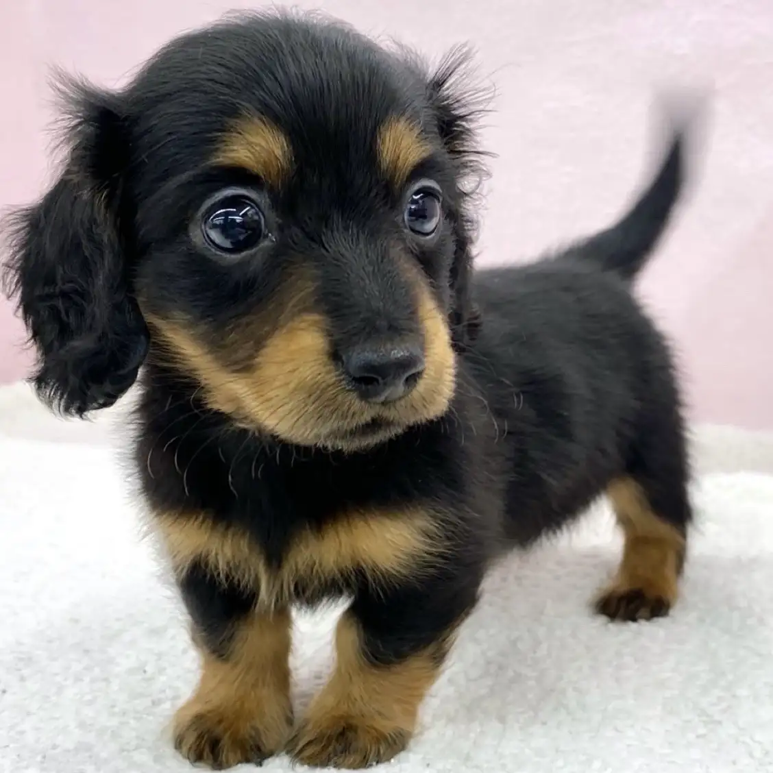 ミニチュア・ダックスフント