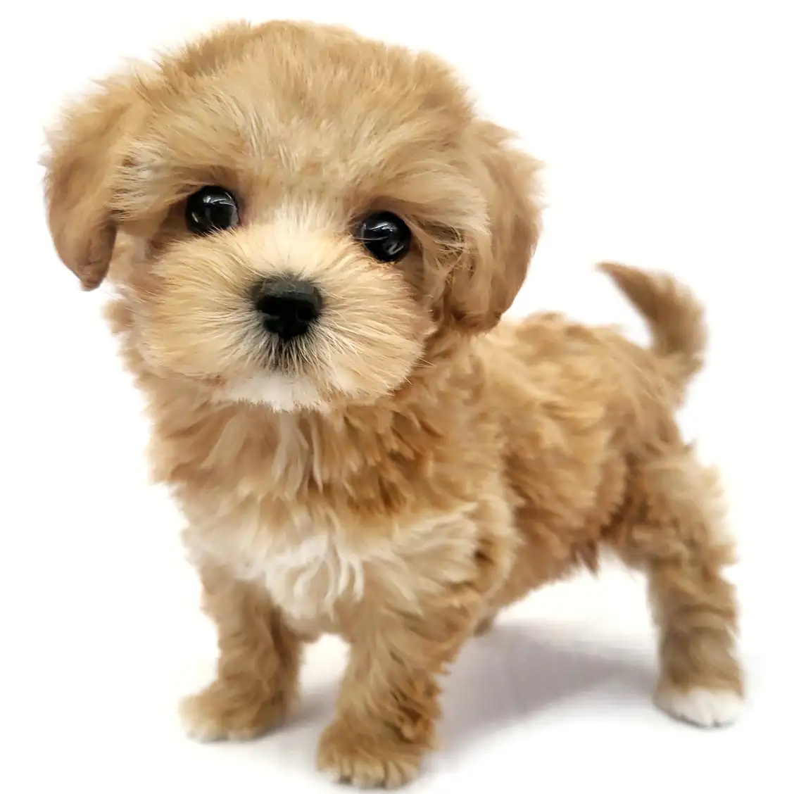 MIX（マルチーズ×トイプードル）