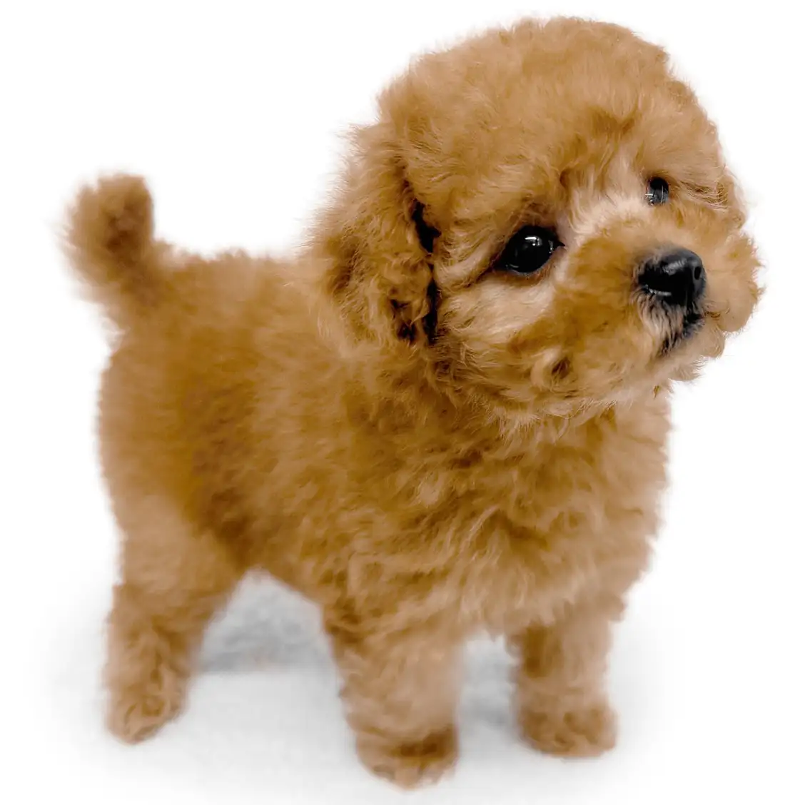 トイ・プードル