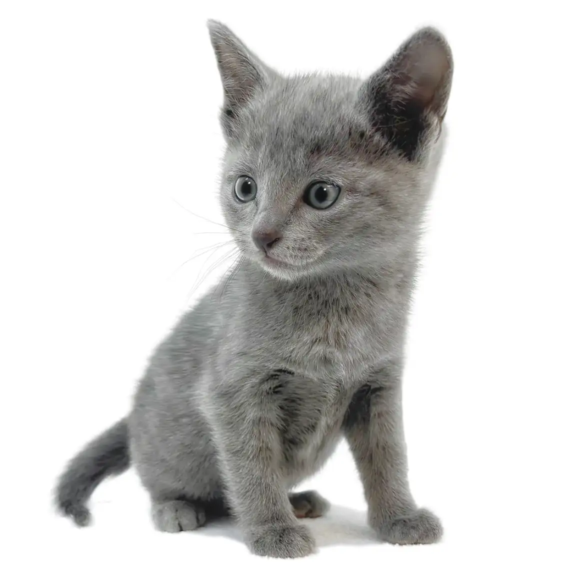 ロシアンブルー