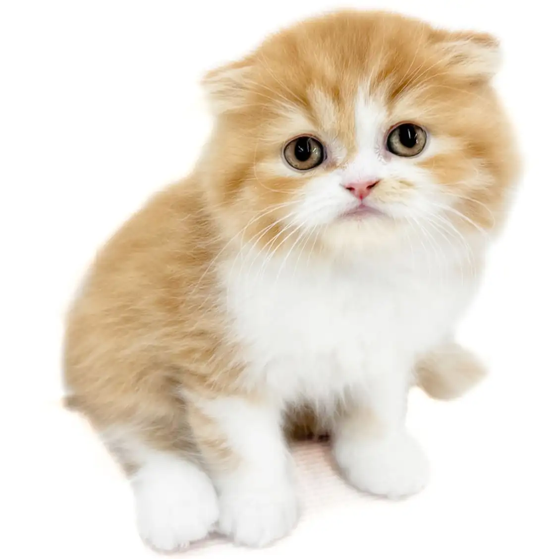 フォールデックス