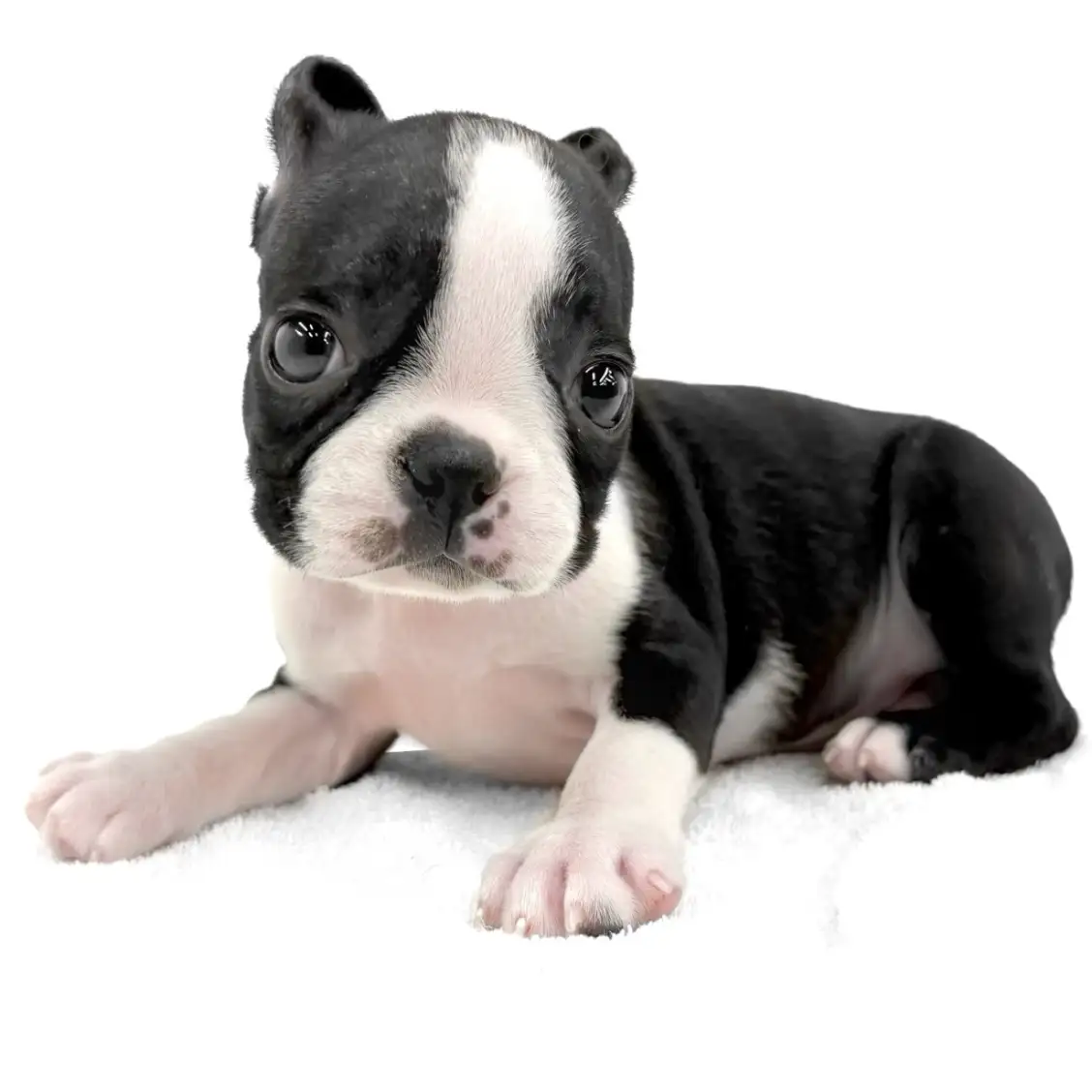 ボストンテリア