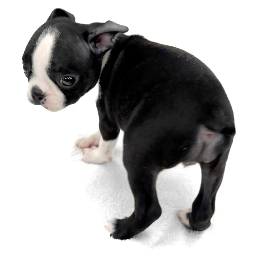 ボストンテリア