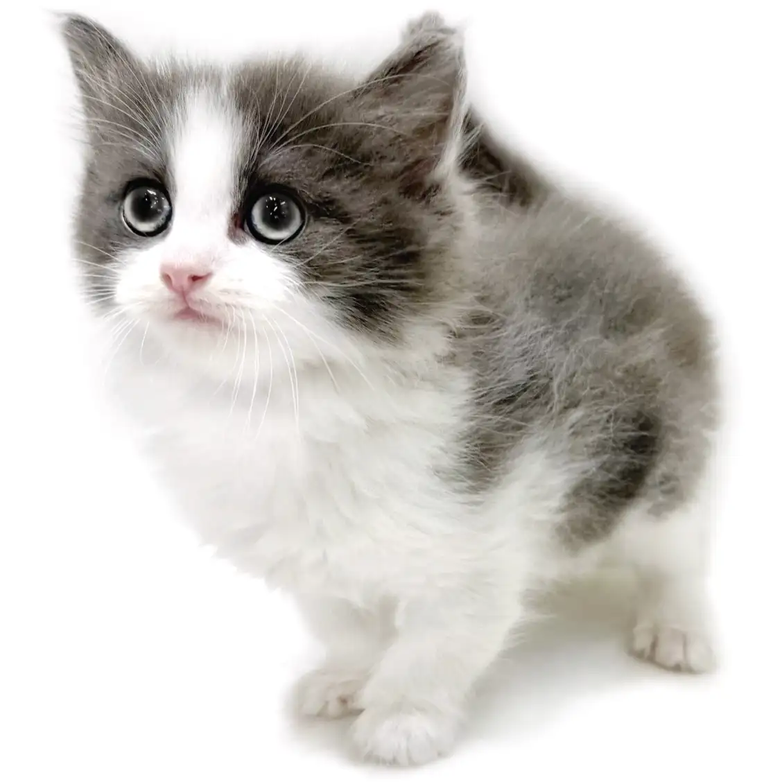 ノルウェージャンフォレストキャット