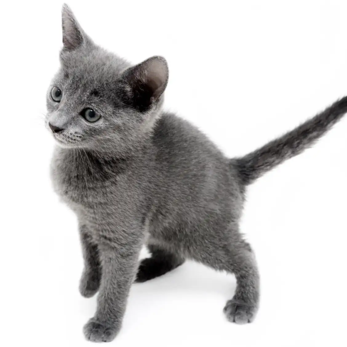 ロシアンブルー