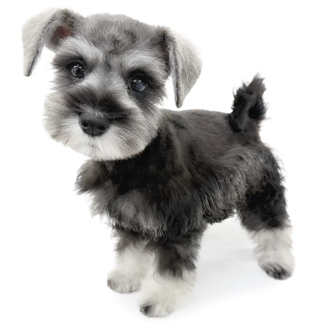 ミニチュア・シュナウザー