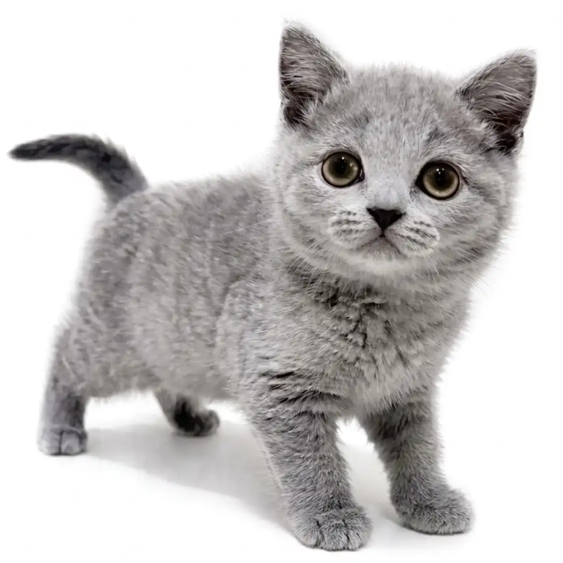 ブリティッシュショートヘア