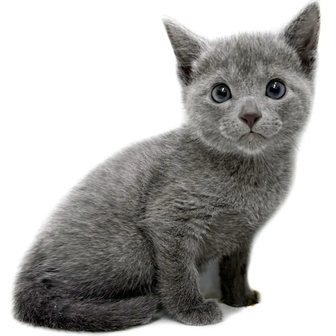 ロシアンブルー