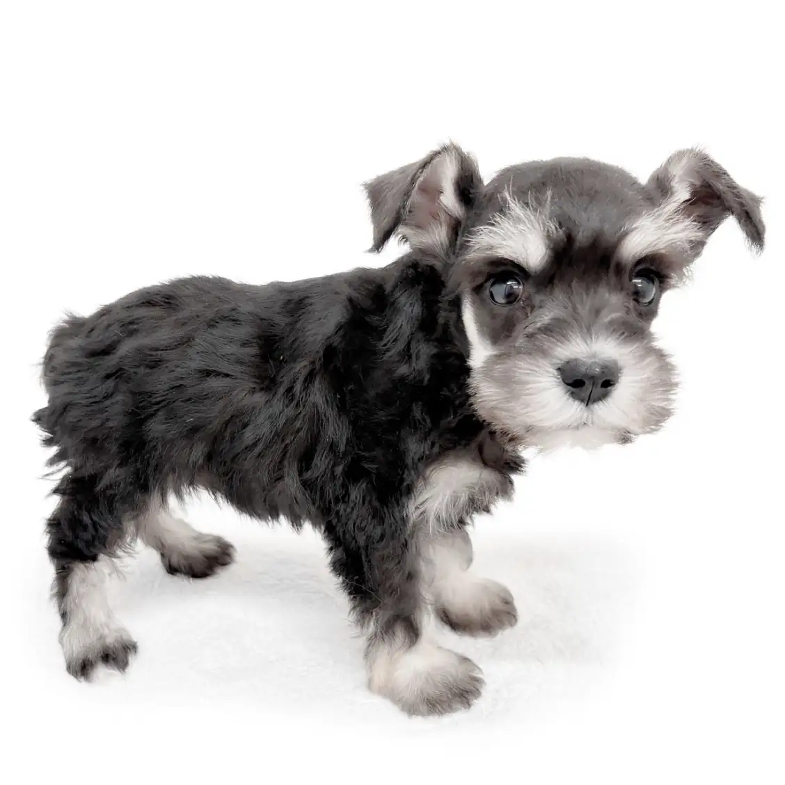 ミニチュア・シュナウザー