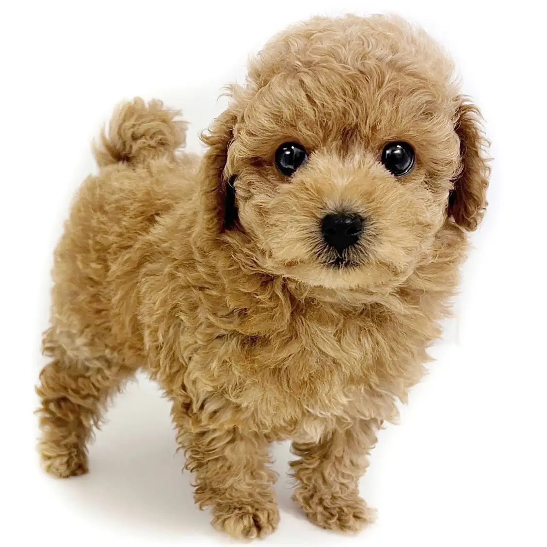 トイ・プードル