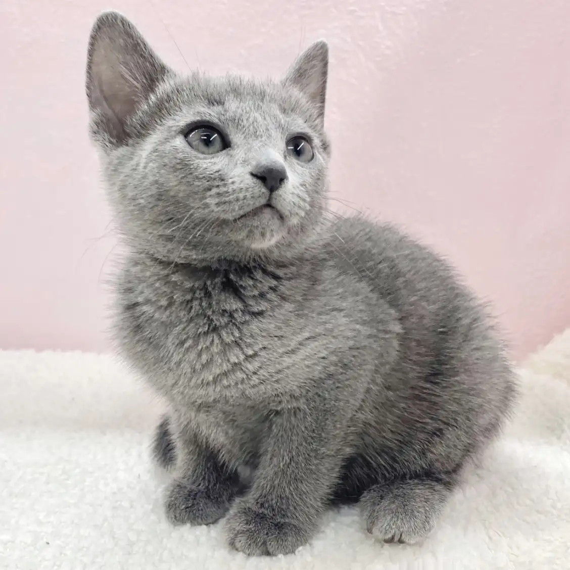 ロシアンブルー