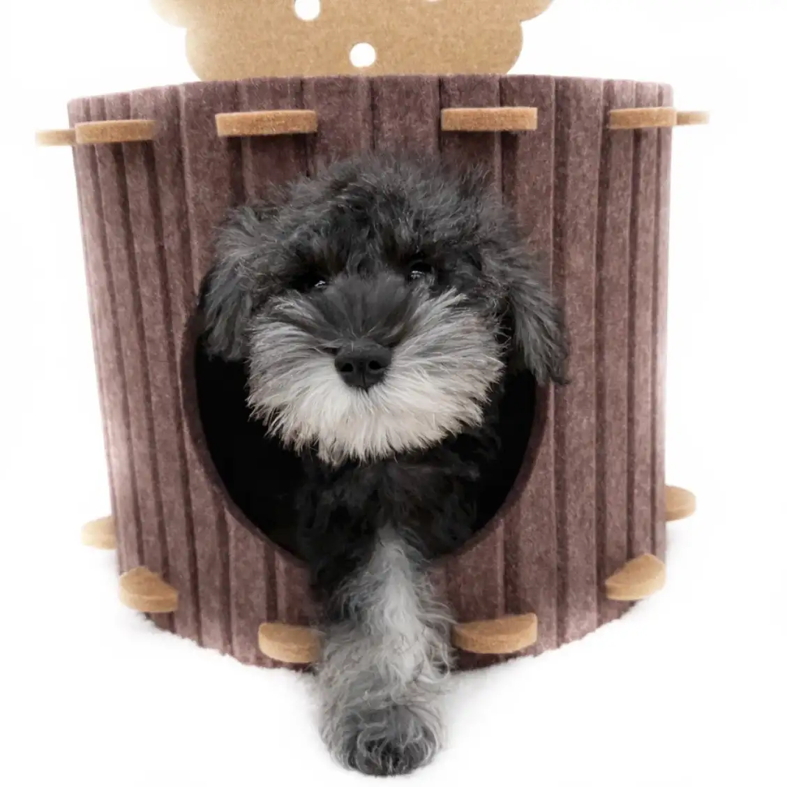 ミニチュア・シュナウザー